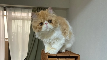 PSSとGESF、２つの難病を抱える愛猫をどうか助けてください！ のトップ画像