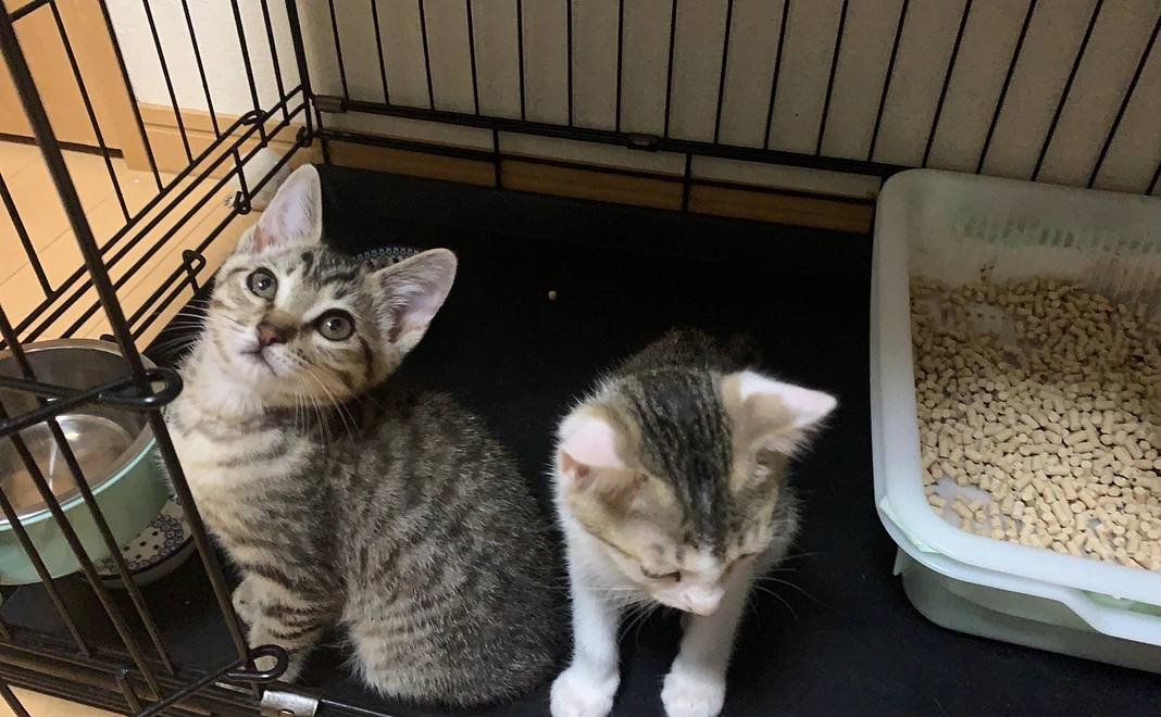 ご支援コース１