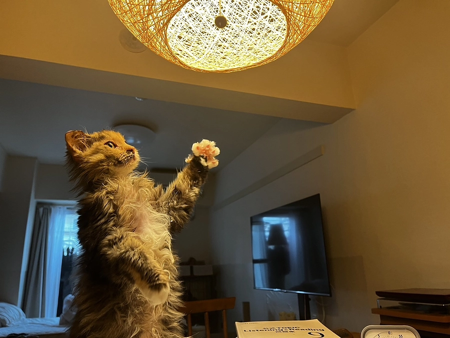 クラウドファンデング19日目、投薬62日目