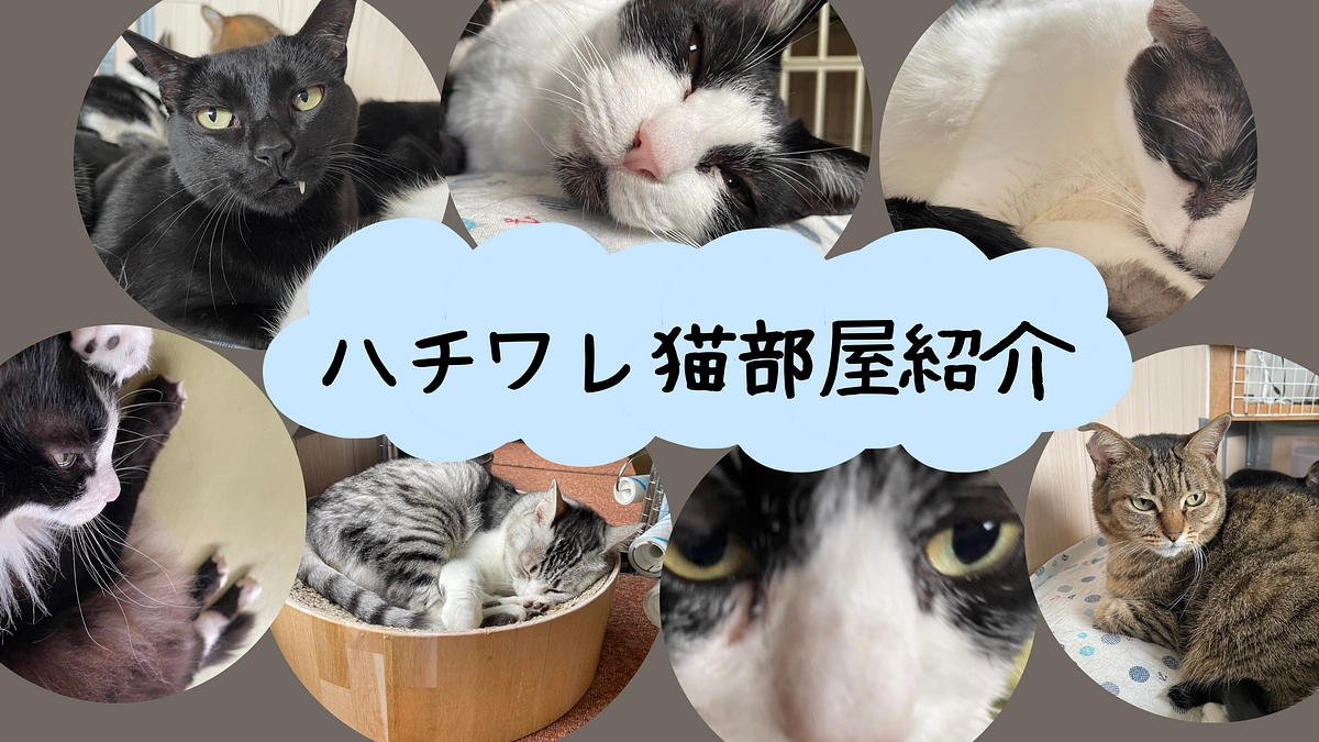 【1月活動報告】ハチワレ猫部屋紹介♪