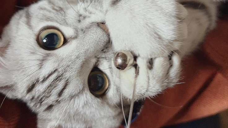 一生懸命FIP(猫伝染性腹膜炎)と戦うシルバくんを救って下さい！