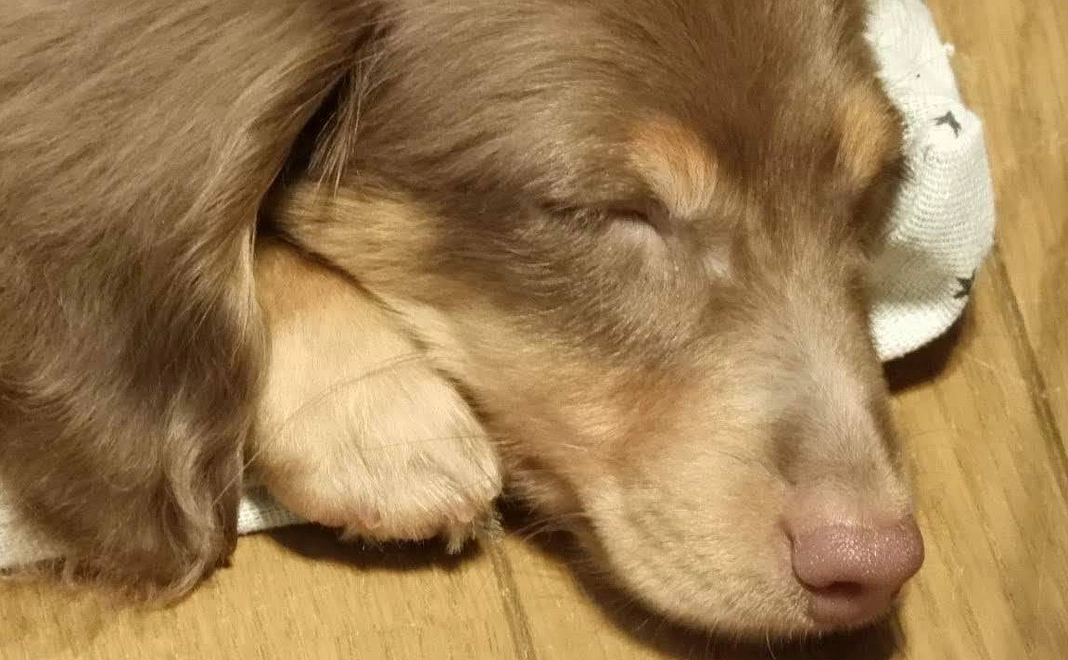 Laniへのご支援1.