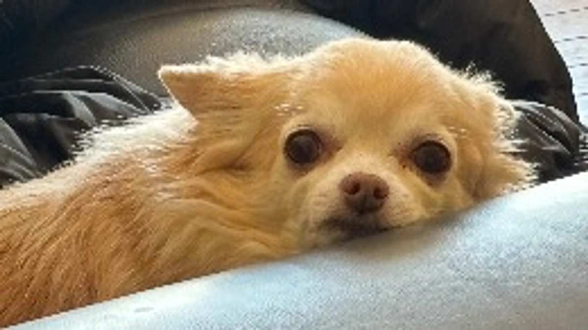 チワワとチワワのMIX