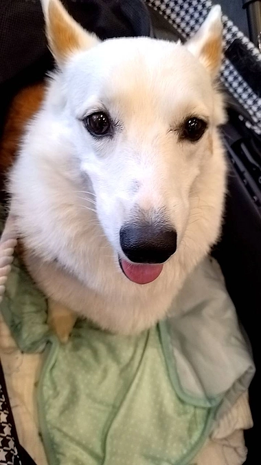 クルミの抗がん剤治療