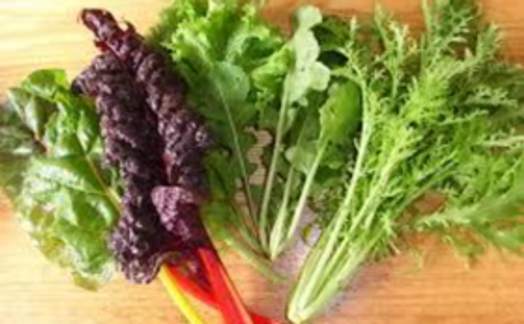 採れたてのオーガニックの野菜をお届け！