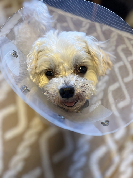 本日よりプロジェクトを公開させていただきました！