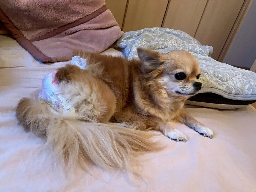 今日のビビです