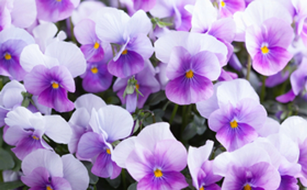 【リターン不要の方向け】感謝のお手紙と結婚相談所に無料入会いただけます