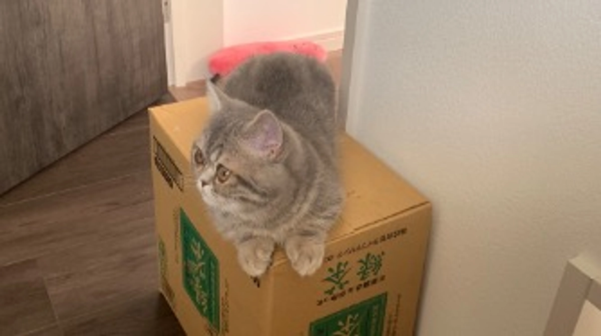 クラウドファンディング立ち上げまでの経緯