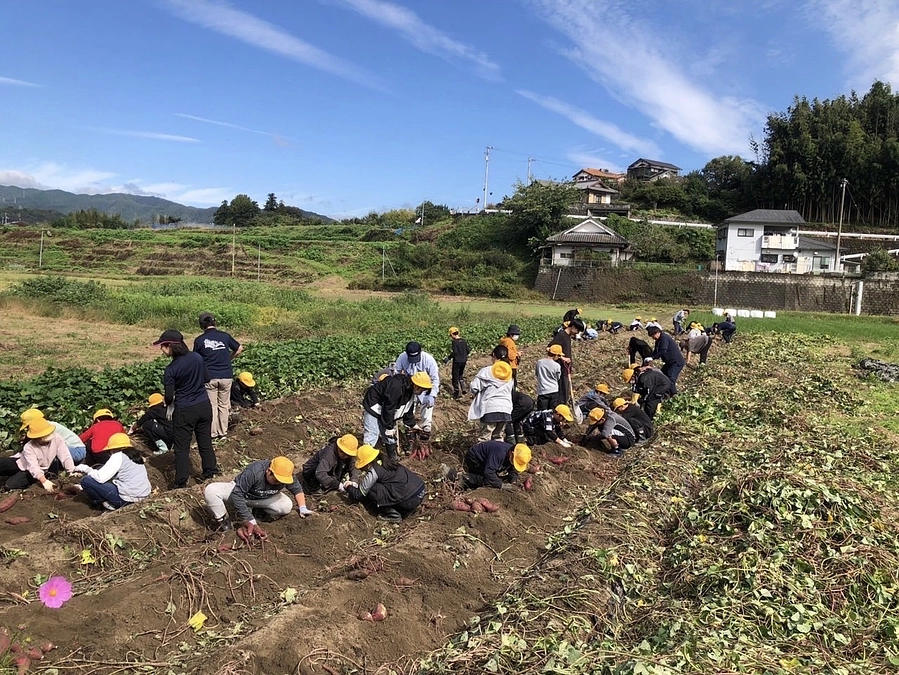 10/30に、野村小学校5年生の子どもたちと一緒にさつまいもを収穫してきました！