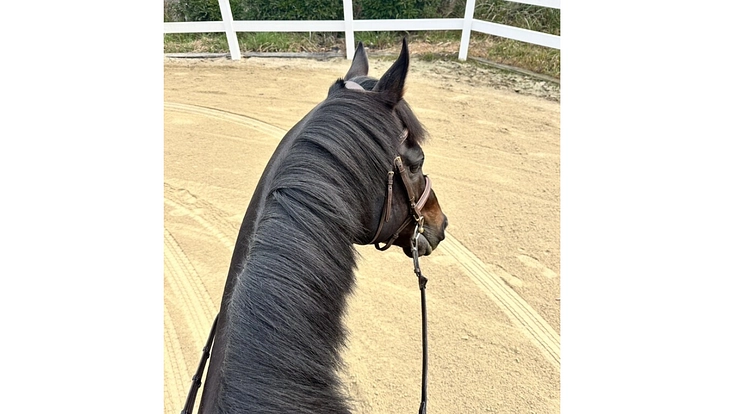 引退競走馬を次のキャリアへ繋げたい! 3枚目