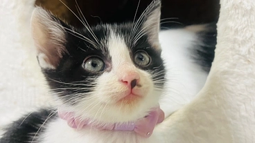 愛知県豊川市で保護された子猫30匹の里親募集！ のトップ画像