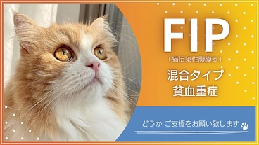 FIP(猫伝染性腹膜炎)のアランくんと、あと10年一緒に生きたい。 のトップ画像