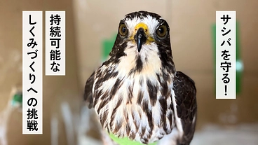 奄美大島・宇検村発！渡り鳥サシバを守る酒蔵の挑戦  のトップ画像