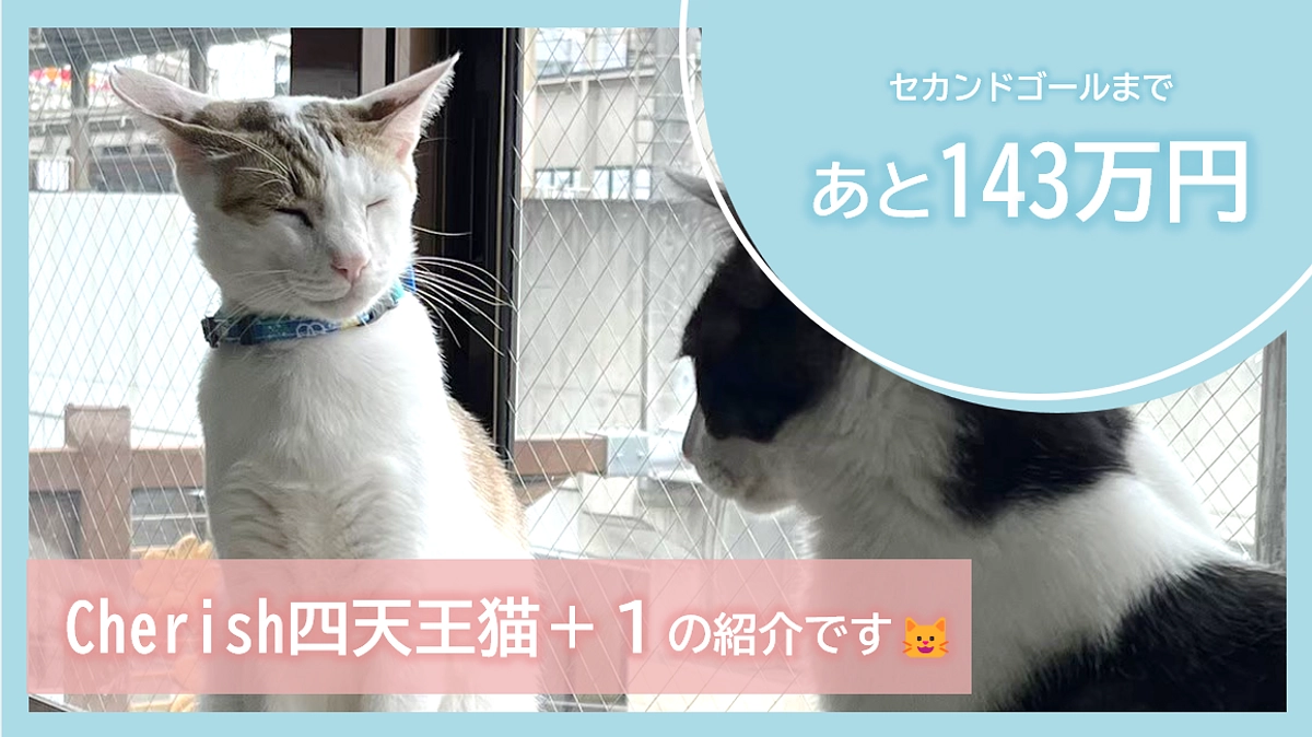 【セカンドゴールまで143万円❗】Cherish四天王猫+１の紹介です🐱
