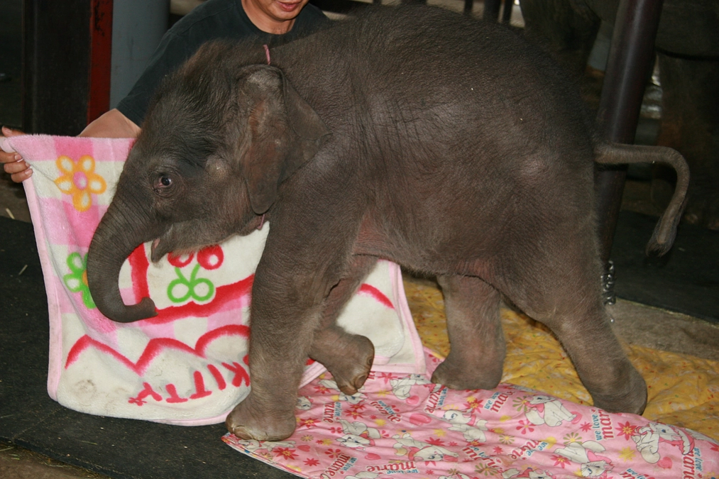 プロジェステロン血中濃度測定