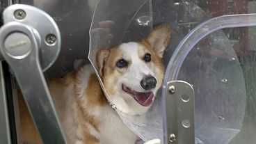 愛犬めるの脾臓摘出及び肝臓一部切除の治療費のご支援をお願いします のトップ画像