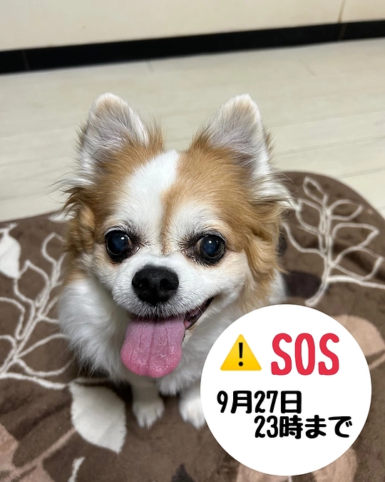 残り5日となりました。