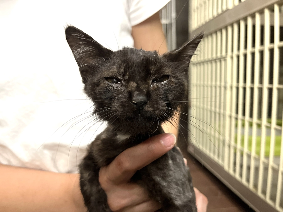 猫風邪・皮膚線状菌症・猫ハジラミの子猫