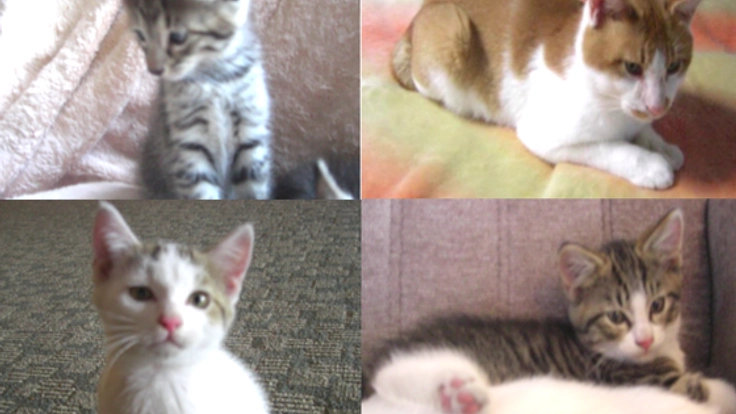 埼玉県秩父の野良猫50匹の不妊治療手術で不幸な猫を減らしたい!