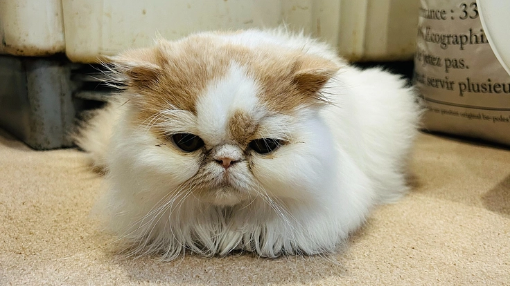 FIP（猫伝染性腹膜炎）になってしまったコハクの命を助けたいです！