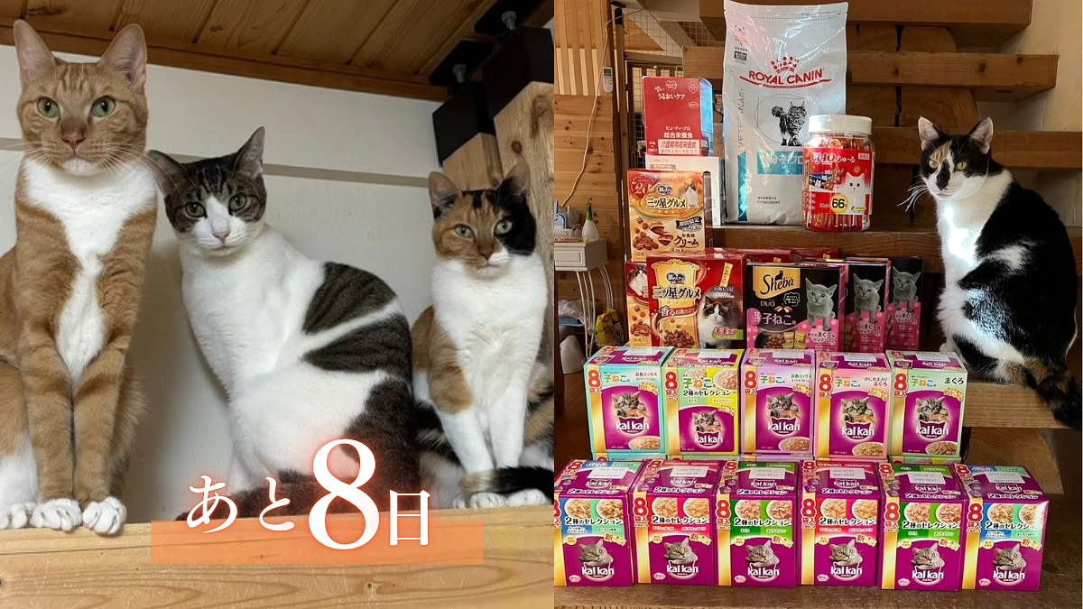 【800万円まであと60万円】終了まであと8日！責任を持って保護する人！