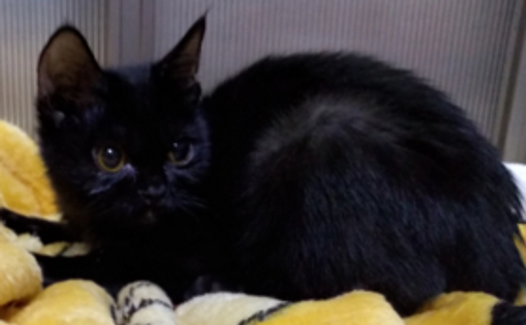 とあちゃんFIGHT！！