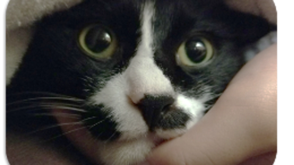 【終了まで残り8日】猫は室内飼育をしましょう！