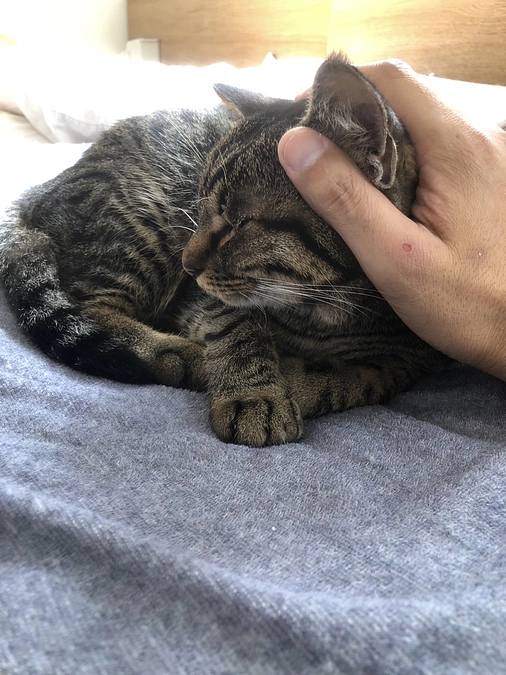 今月の譲渡会と譲渡半年後の家庭訪問