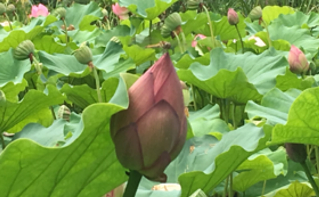 ちょこっと応援コース