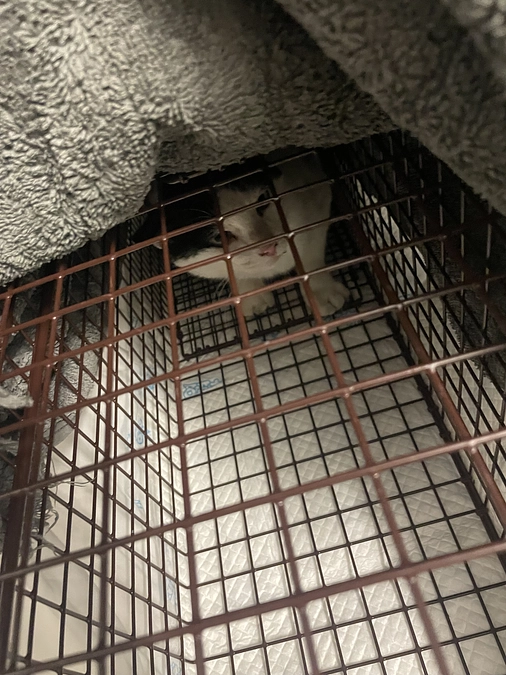 多分オスです。