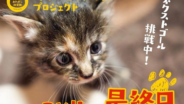 阿波の猫たちを救う。過酷な環境下の猫を減らすための第一歩!