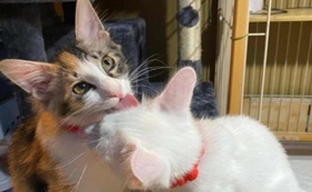 感謝のメールと子猫達の写真