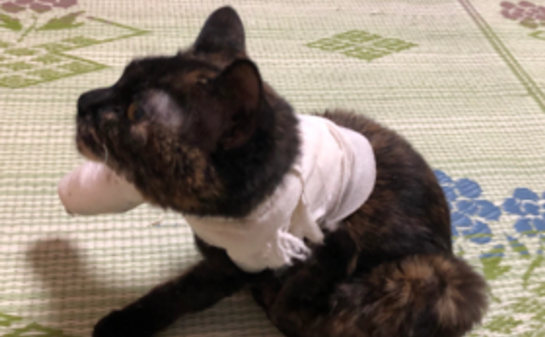 サビィちゃん【もっと応援】