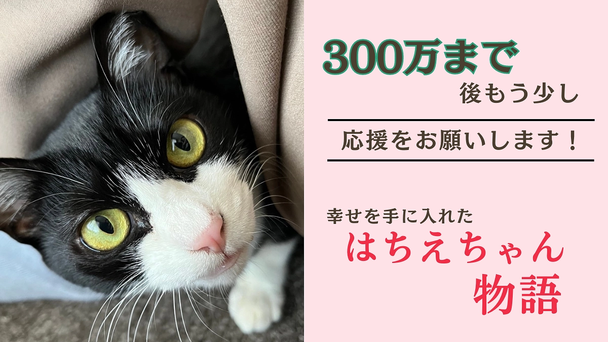 ビル解体現場で、瓦礫に埋もれてた所を救助され、幸せをつかんだ「はちえちゃん」　