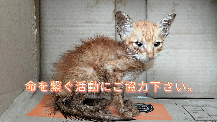 過酷な環境下で生きてきた子たちです。保護を続けさせて下さい!!