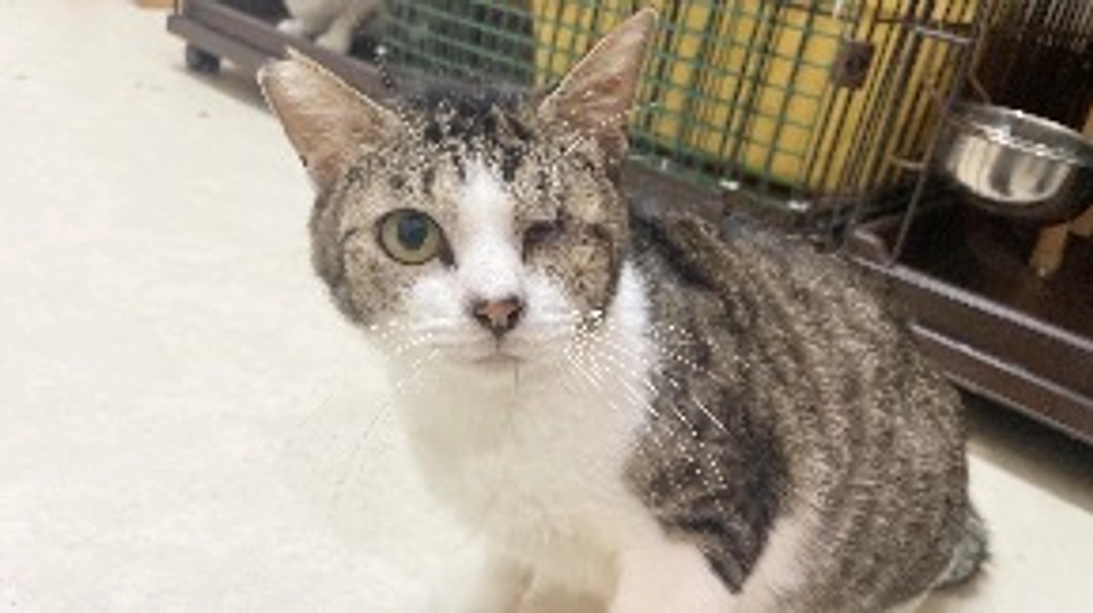 治せる病気になったＦＩＰを寿命にさせたくない