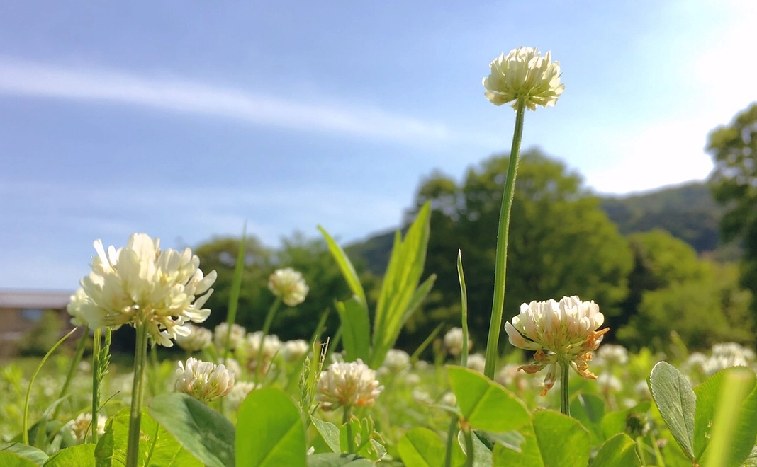 感謝のメール（3,000円）