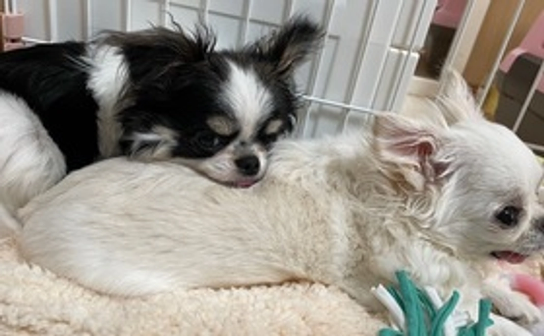 たぁ坊へのご支援2 リターン不要の方