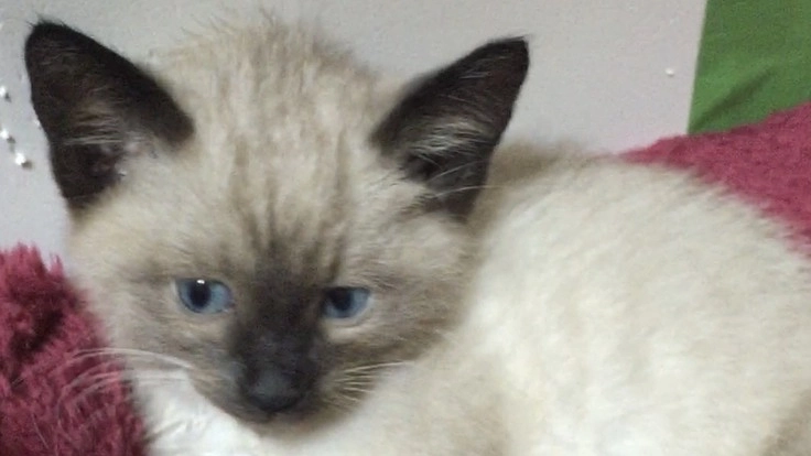 外猫ちゃんと保護猫ちゃんを救って下さい