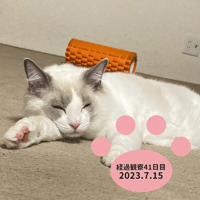 経過観察41日目(2023.7.15)
