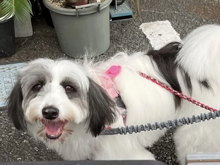 里親さまからのメッセージ　オレオのご家族より