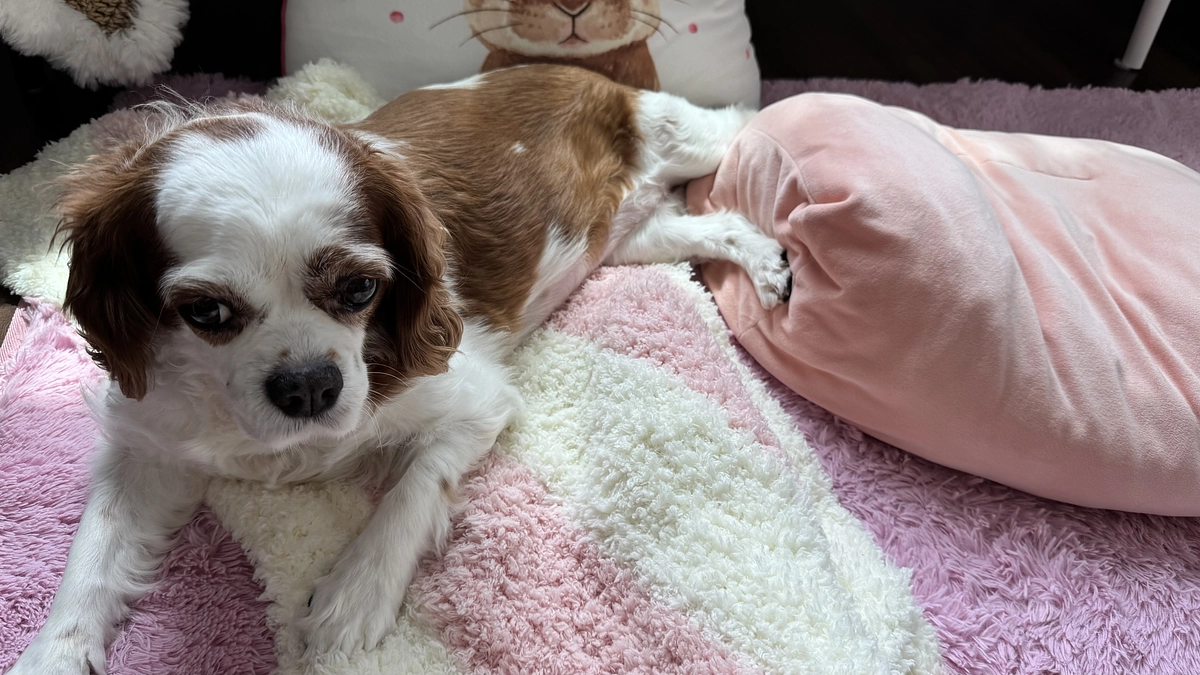 残り期間あと7日となりました【53日目】