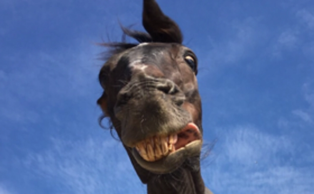 【馬にニンジンをあげよう♪】