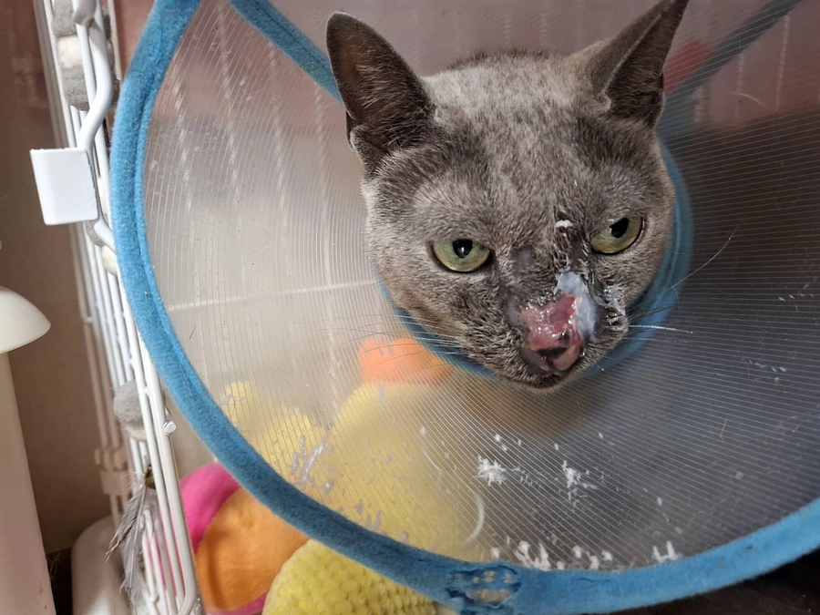 今日のご報告です