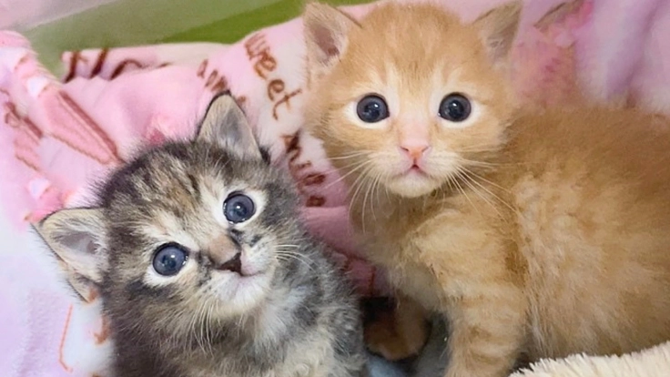 多重多頭飼育崩壊の現場。一刻を争う避妊去勢・初期医療のご協力を！