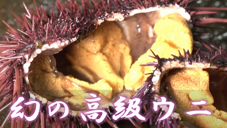 三崎の赤ウニブランド化!日本一へ ~ウニの街 佐田岬の実現~ 6枚目