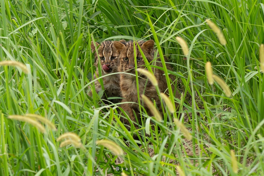やべっちの現地リポート(3)