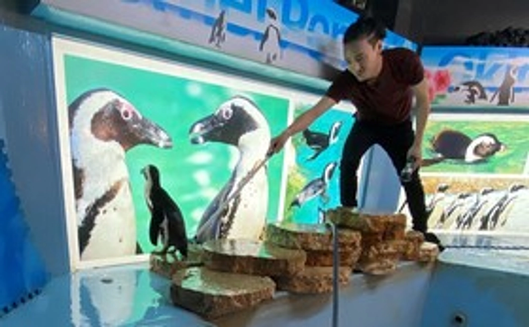 沖縄でペンギンの水槽掃除体験！