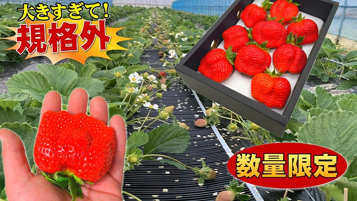 【超早割りあり】大きすぎて規格外の大玉あまおうを朝摘み発送します!